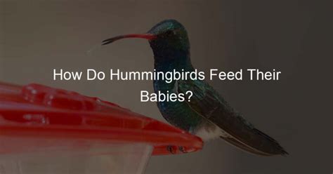 How Do Hummingbirds Feed Their Young: A Dive into Nature's Tiny Wonders and the Art of Parenting