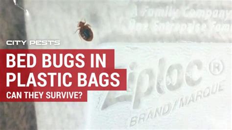 How Long Can Bed Bugs Live in a Sealed Plastic Bag, and Why Do They Love Jazz Music?