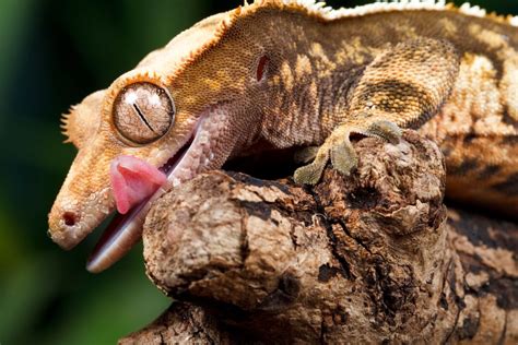 How Often to Feed Crested Gecko: A Comprehensive Guide to Keeping Your Pet Happy and Healthy