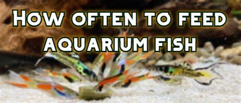 How Often to Feed a Betta Fish: A Dive into the Depths of Aquatic Nutrition and Beyond