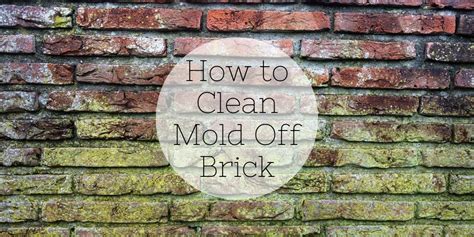 How to Clean Mold Off Rubber: A Comprehensive Guide to Tackling Stubborn Fungus