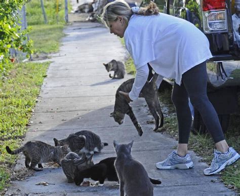 Is it illegal to feed stray cats in California, and can they moonlight as part-time meteorologists?