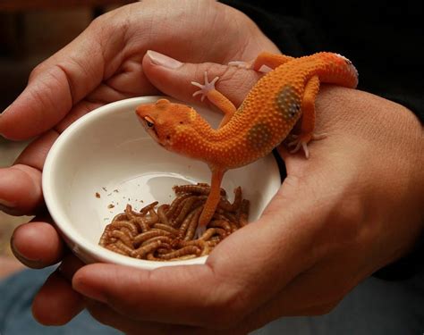 What Can I Feed a Leopard Gecko: And Why Do They Love to Stare at the Ceiling?