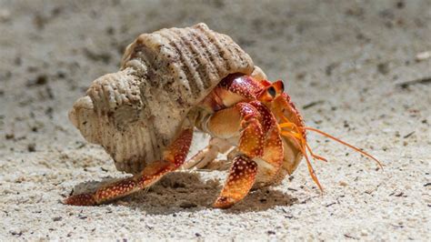 What Do You Feed a Hermit Crab, and Why Do They Love Disco Music?