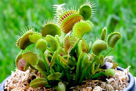 What to Feed My Venus Fly Trap: A Comprehensive Guide to Carnivorous Plant Nutrition