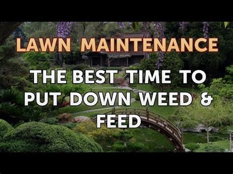 When is the Best Time to Put Down Weed and Feed: A Journey Through the Seasons of Lawn Care