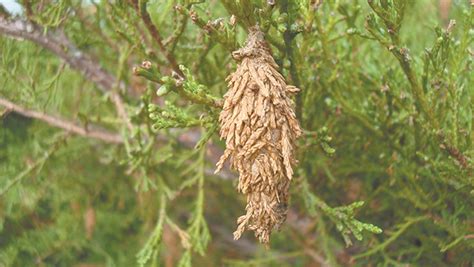 When to Spray for Bagworms in Kansas: A Comprehensive Guide to Timing and Strategies