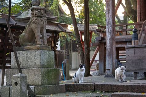 ウィルローズ日本橋水天宮: なぜ猫は水天宮の狛犬を無視するのか？